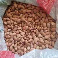 تندروک یاهمون هسته ارزن و انجک