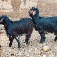 کهره ماده|حیوانات مزرعه|مرودشت, نقش رستم|دیوار