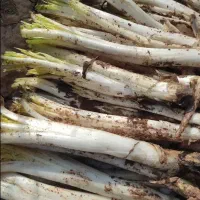 کنگراراک بسیارتازه هروز چین