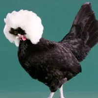 مرغ خروس