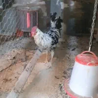 خروس گلین فول