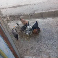 فروش وارگ وکلشیر بایک عدد مرغ