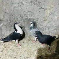 کفتر ماده