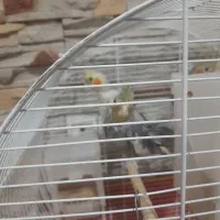 جوجه عروس هلندی