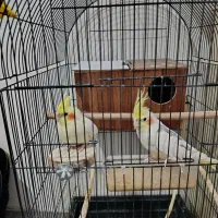 عروس|پرنده|مشهد, شهید آوینی|دیوار