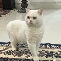 نر بریتیش اسکاتیش فقط برای جفتگیری|گربه|قم, چهل درخت‎|دیوار