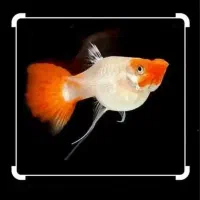 گوپی نژاد های درجه ۱|ماهی|مشهد, آزادشهر|دیوار