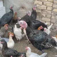 بوقلمون برنز