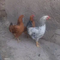 مرغ محلی