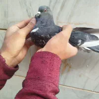 سلام به دوستان عشقبازای گل ۵عدد کفتر به فروش میرسد|پرنده|مهاجران, |دیوار