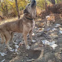 سگ پژدر سفت|سگ|قدس, شهرک دانش|دیوار