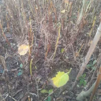 فروش اورتانسیا زمینی با کیفیت|حراج|چالوس, |دیوار