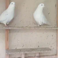 کفتر پرشی