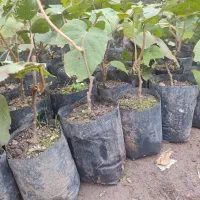 نهال کیوی بدون قلم