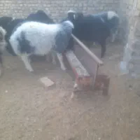 بره فروشی ۸ عدد