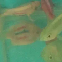 انواع ماهی گوشتخوار وگیاهخوار|ماهی|ایلام, |دیوار