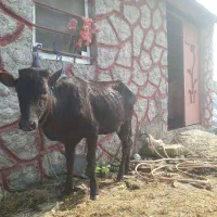 ۳راس لیشه دورگ چالوسی         گاو ورزا|حیوانات مزرعه|رشت, حومه رشت|دیوار