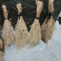 جارو فراشی