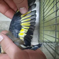 سهره|پرنده|یاسوج, |دیوار