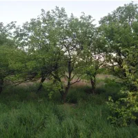 زمین باغی به مساحت ۱۰۴۱متر