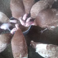 فروش بوقلمون