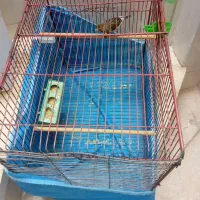 قناری بخون خش|پرنده|یزد, |دیوار