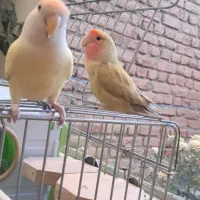 طوطی برزیلی فول اهلی