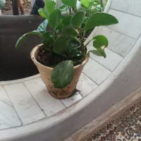 فروش یا معاوضه گل خرگوشی و قاشقی