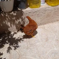 مرغ