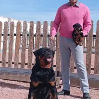 ۲نژاد قدرتمند روت وایلر و کین کورسو اورجینال|سگ|ماهدشت, |دیوار