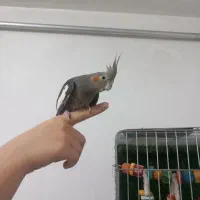 عروس هلندی نیمه اهلی ماده|پرنده|پیرانشهر, |دیوار