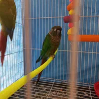 مولد گرینچیک و کتوله تضمینی|پرنده|مشهد, ویلاشهر|دیوار