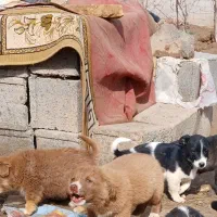 سگ پاکوتاه|سگ|فیروزه, |دیوار