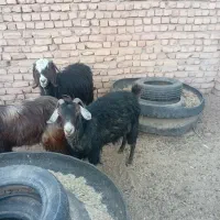 دوتابز|حیوانات مزرعه|گناباد, |دیوار