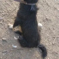 سگ ماده پا کوتاه