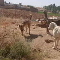 سگ نگهبان و گلع رایگان|سگ|سجاس رود, |دیوار