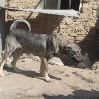 واگذاری سگ پژدر