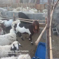 مری سه قلو زا شیری|حیوانات مزرعه|راسک, |دیوار