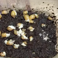 فروش ۲۷ عدد حلزون سایز مختلف + ظرف نگهداری خاک