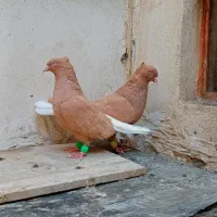 جفت زردمسفید کاکلی نامبروان|پرنده|مشهد, قائم|دیوار