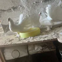 دم چتری سفید