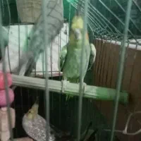 عروسی هلندی|پرنده|محمدشهر, محمدشهر|دیوار