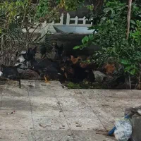 مرغو خروس محلی