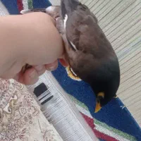 مرغ مینا