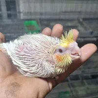 عروس هلندی سرلاکی|پرنده|کازرون, |دیوار