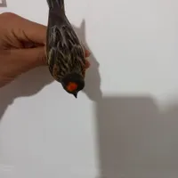 گلبسر|پرنده|ساوه, |دیوار