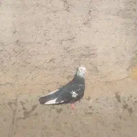 ۴تانرمست گرفتنی|پرنده|محمدیه-قزوین, |دیوار