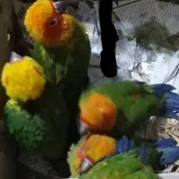 فوری حراج فروش جوجه پرندگان خانگی (انواع طوطی)|پرنده|ری, علایین|دیوار