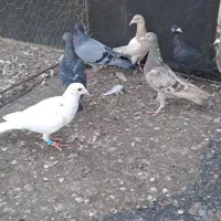 کبوترخطی|پرنده|اقبالیه, |دیوار