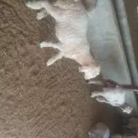 با سلام 6راس بره چاق و سبک به فروش میرسد|حیوانات مزرعه|مرودشت, مجد آباد|دیوار